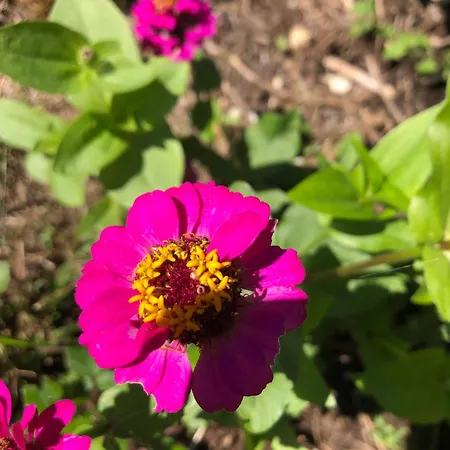 Le Mas Brantome فندق مبيت وإفطار